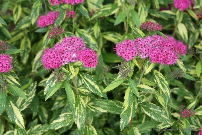 Spiraea japonica Double Play&reg; Painted Lady&reg;