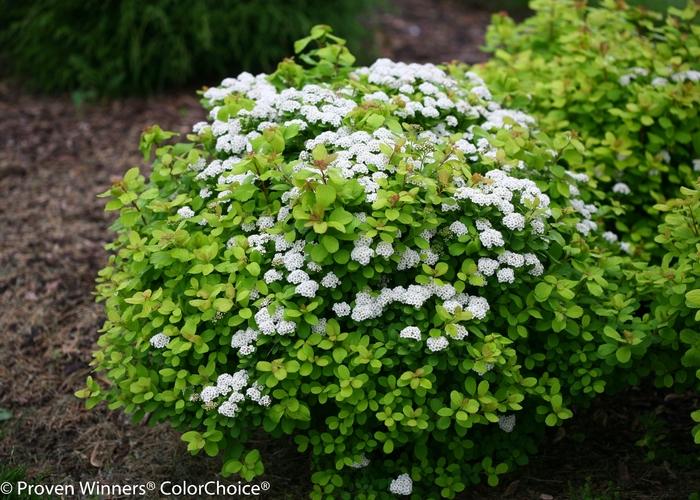Spiraea betulifolia Glow Girl&reg;