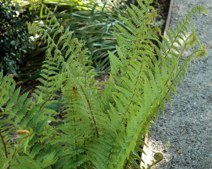 Dryopteris filix-mas 