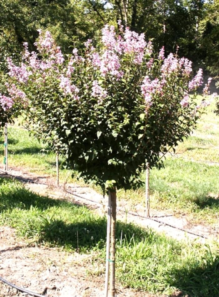 Syringa pekinensis Summer Charm&reg;