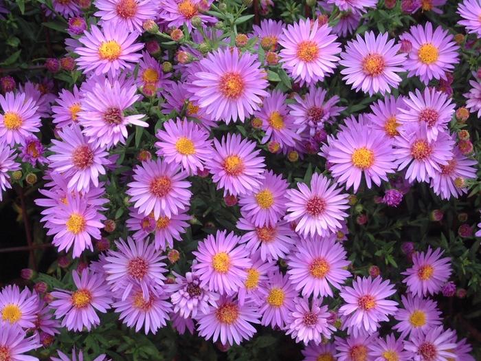 Aster novi-belgii Wood's Purple