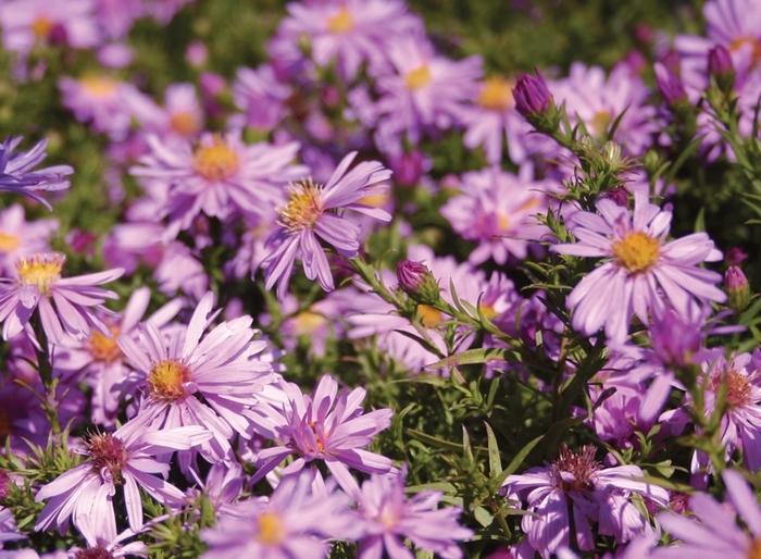 Aster novi-belgii Wood's Pink