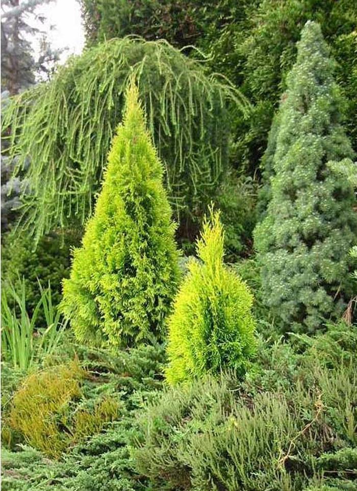 Thuja occidentalis Highlights&trade; Janed Gold