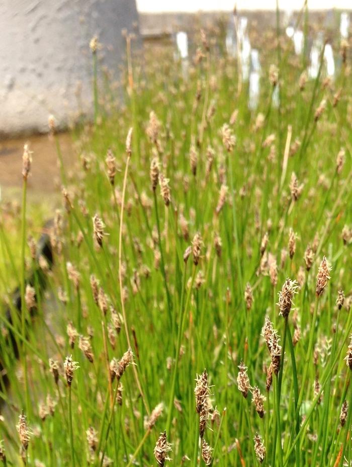 Eleocharis palustris 
