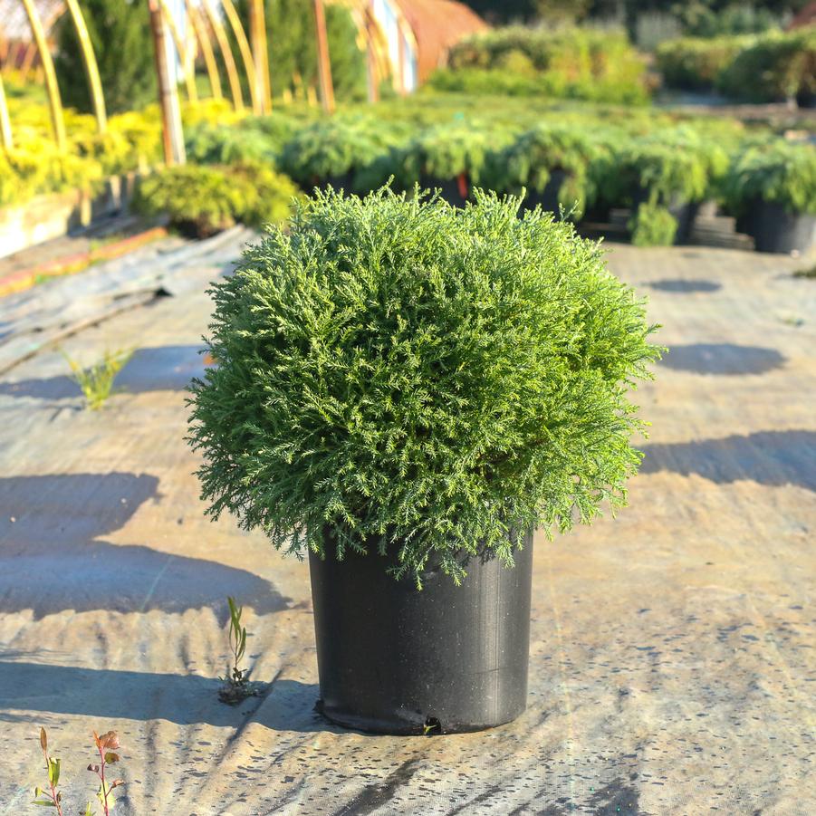 Thuja occidentalis Linesville