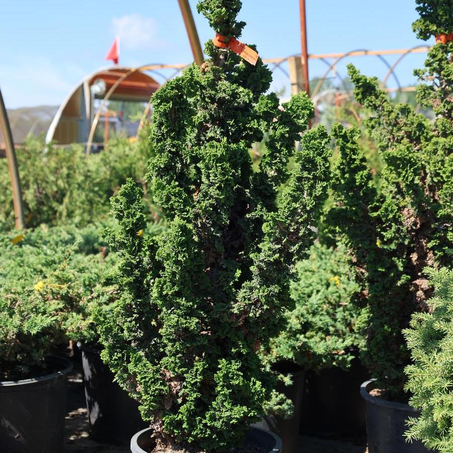 Thuja occidentalis Primo&reg;