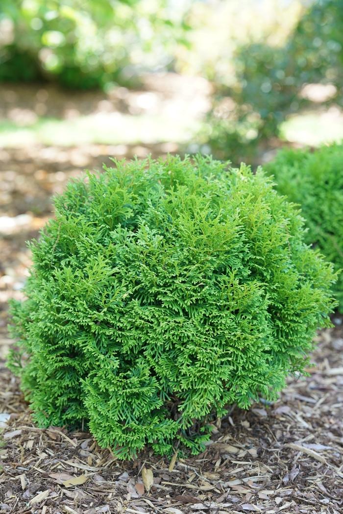 Thuja occidentalis Tater Tot&reg;