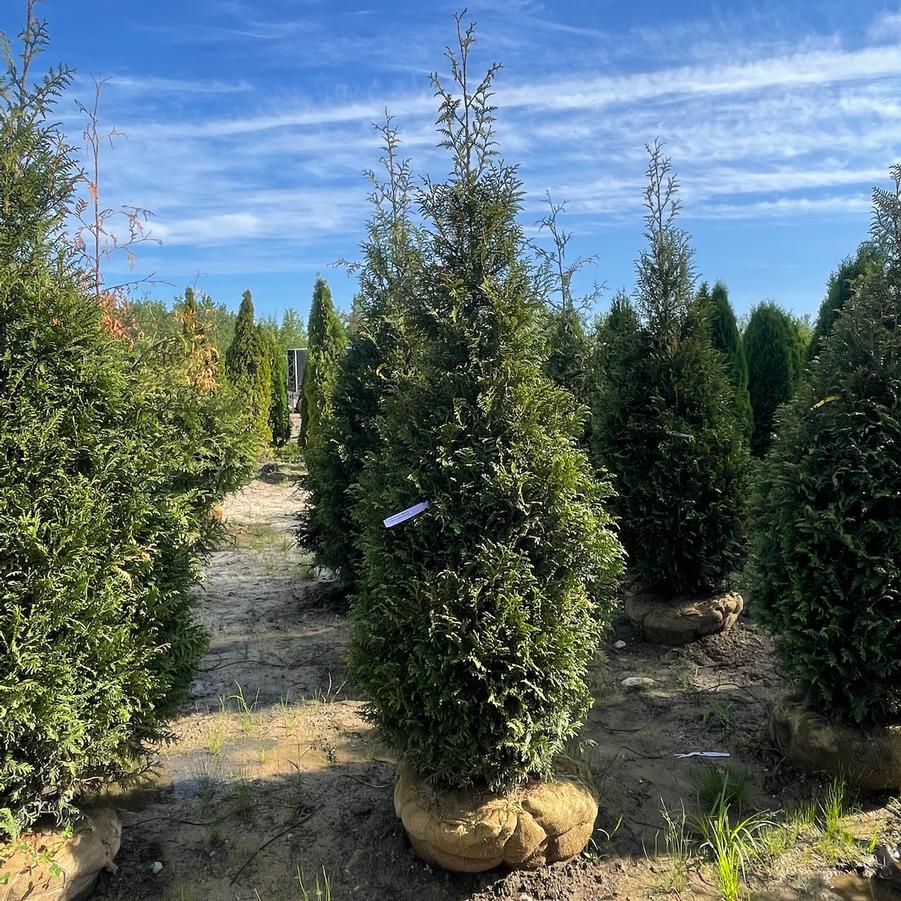 Thuja plicata Northern Spire