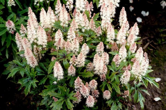 Tiarella Pink Skyrocket
