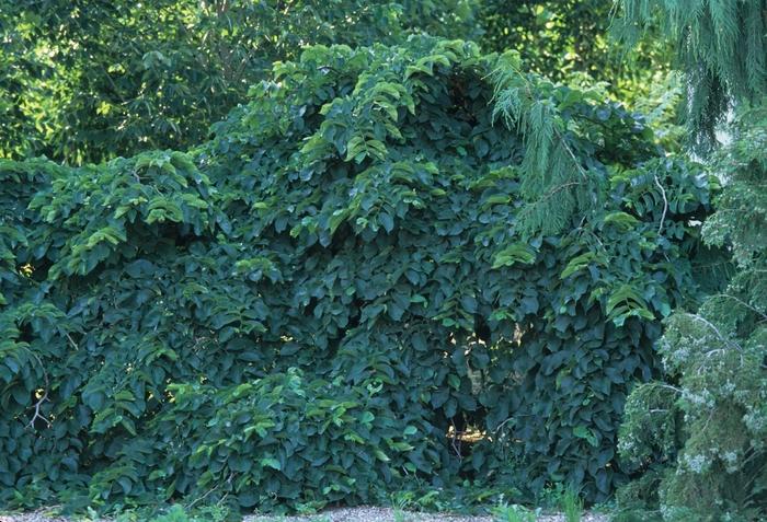 Ulmus glabra Camperdownii