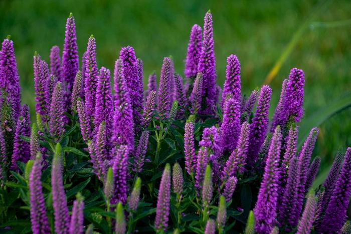 Veronica Magic Show&reg; Purple Illusion