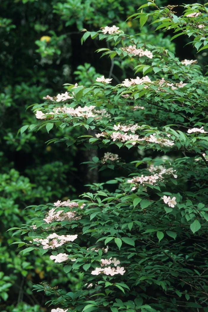 Viburnum plicatum f. tomentosum Pink Beauty