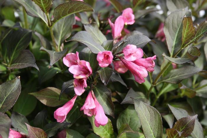 Weigela florida Dark Horse