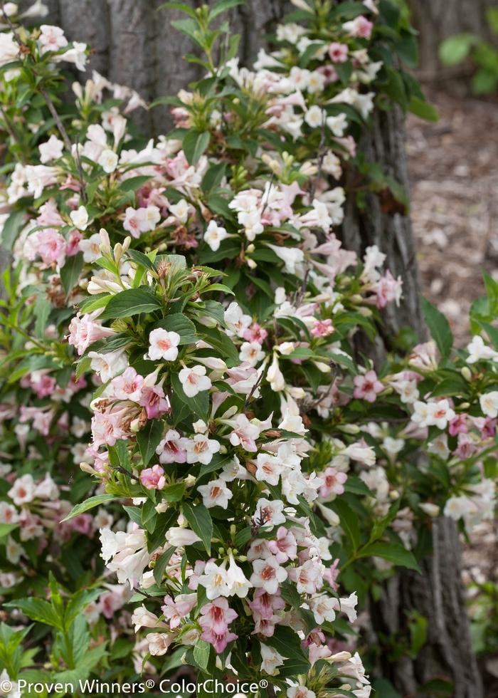 weigela florida Sonic Bloom&reg; Pearl