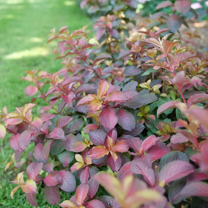 Weigela florida Midnight Sun&reg;