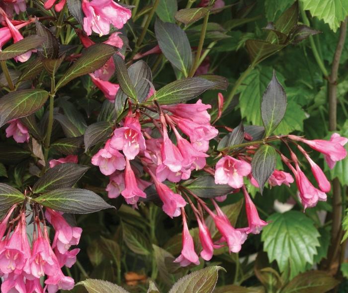 Weigela florida Fine Wine&reg;