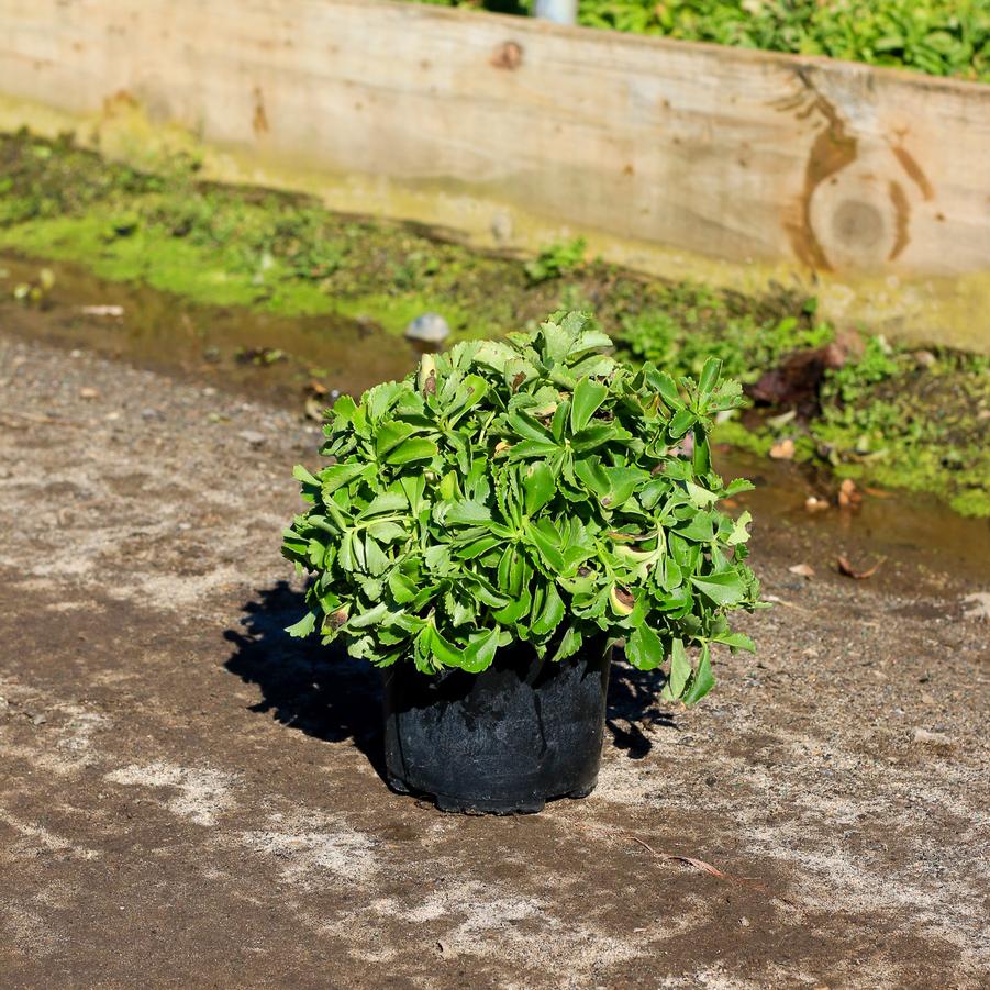 Sedum kamtschaticum var. ellacombeanum 
