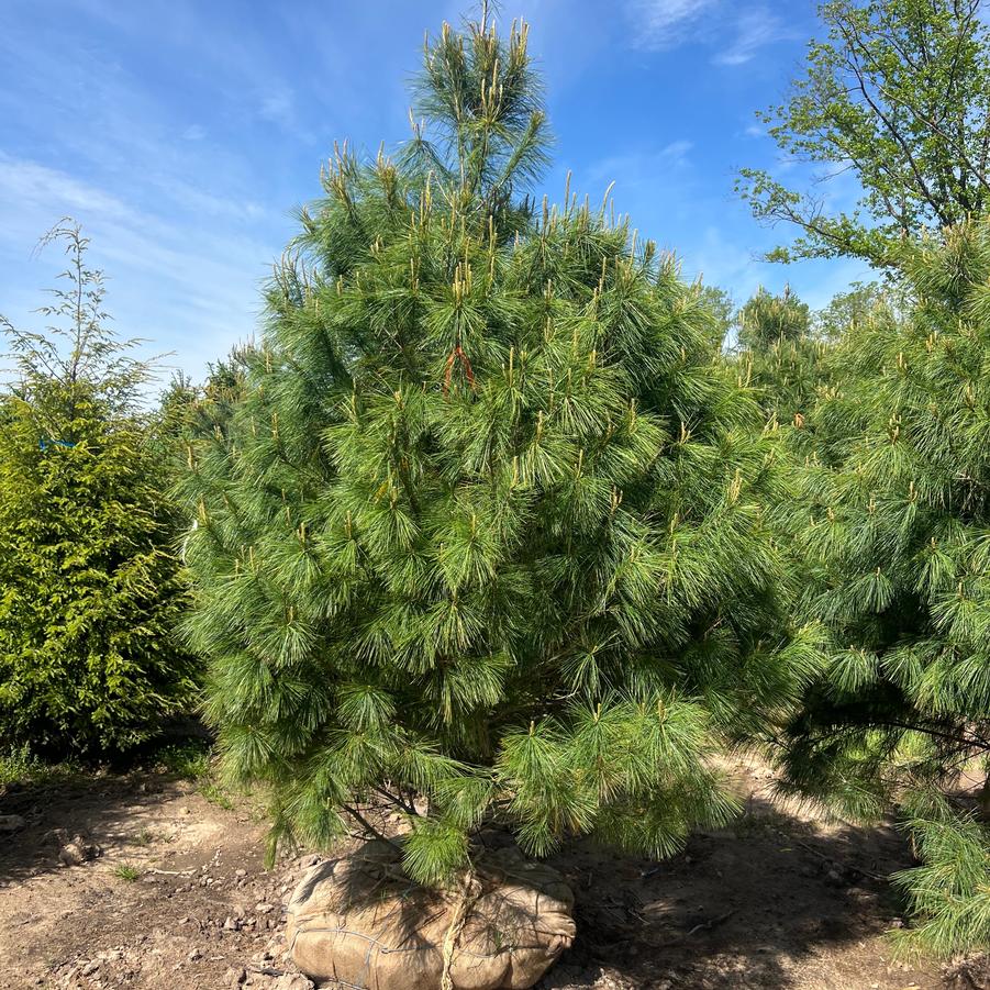 Pinus Strobus 'Natural'