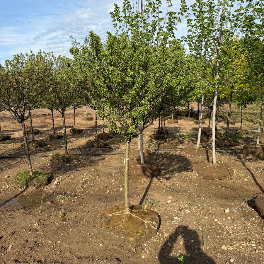 Malus 'Coralcole'