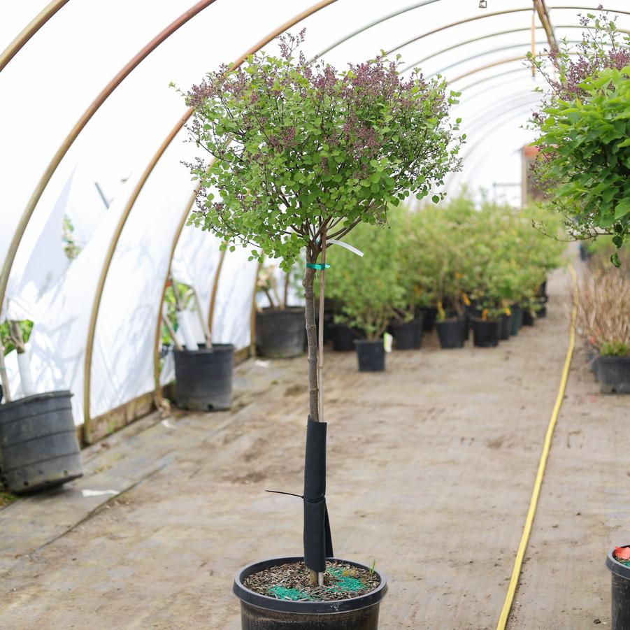 Syringa meyeri Palibin