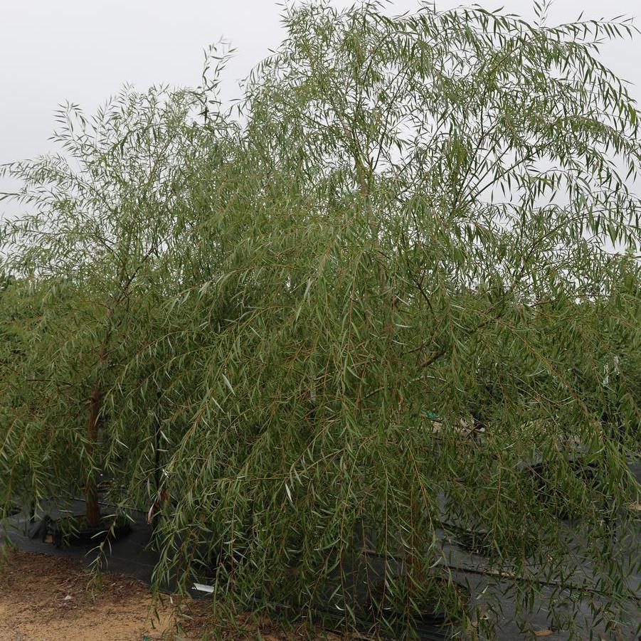 Salix Babylonica Pendula