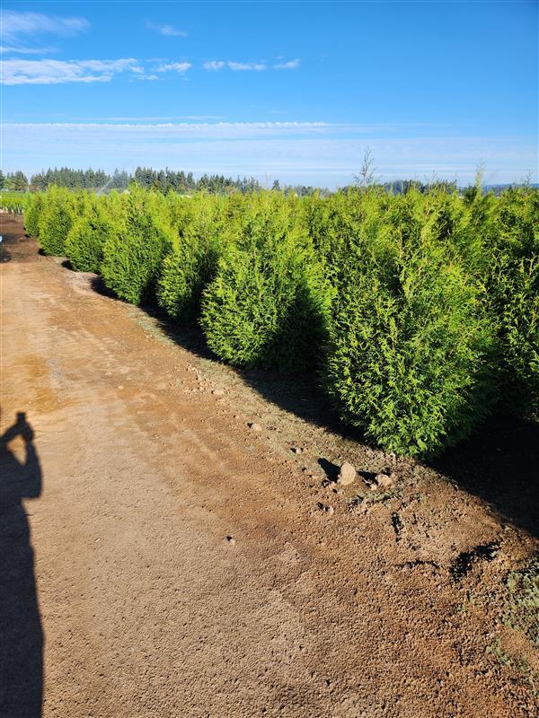 Thuja plicata x slandishii 'Leprechaun' - Arborvitae from Great Lakes Landscape Supply