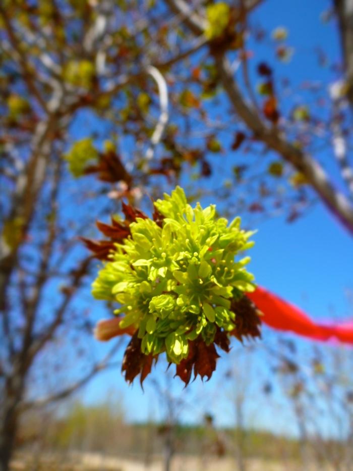 Acer platanoides Deborah