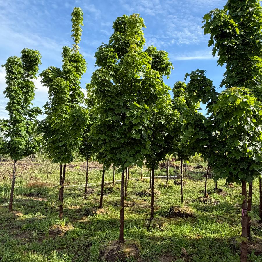Acer platanoides Columnare