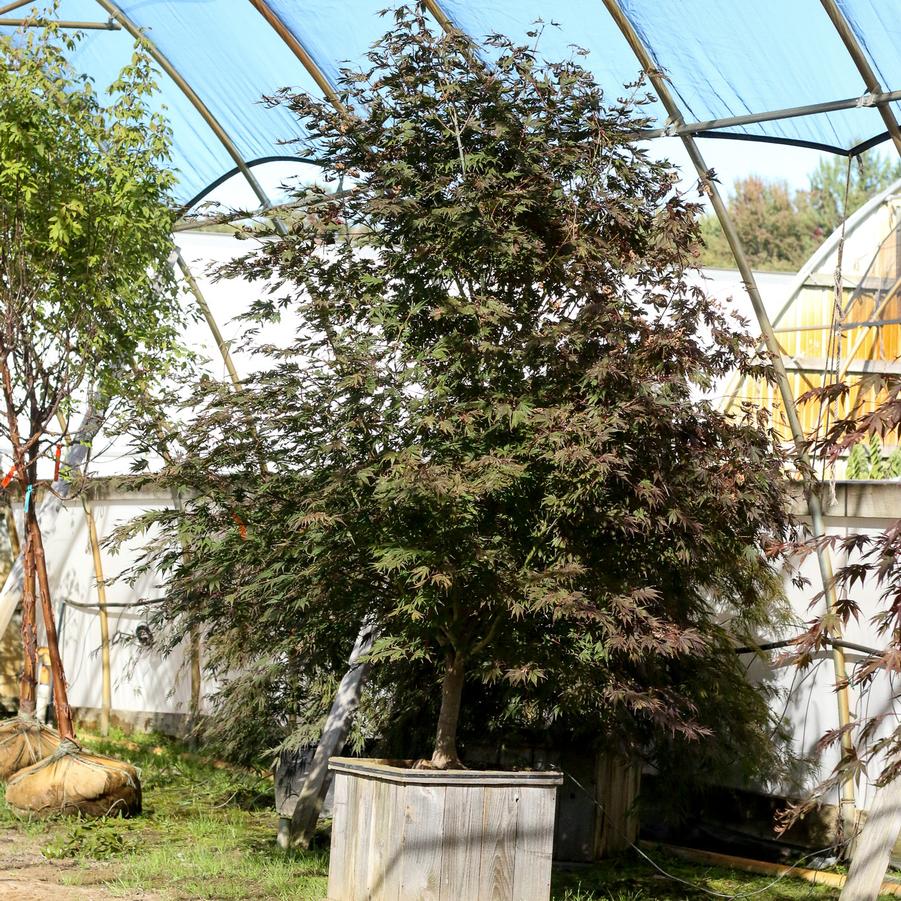 Acer palmatum Sherwood Flame