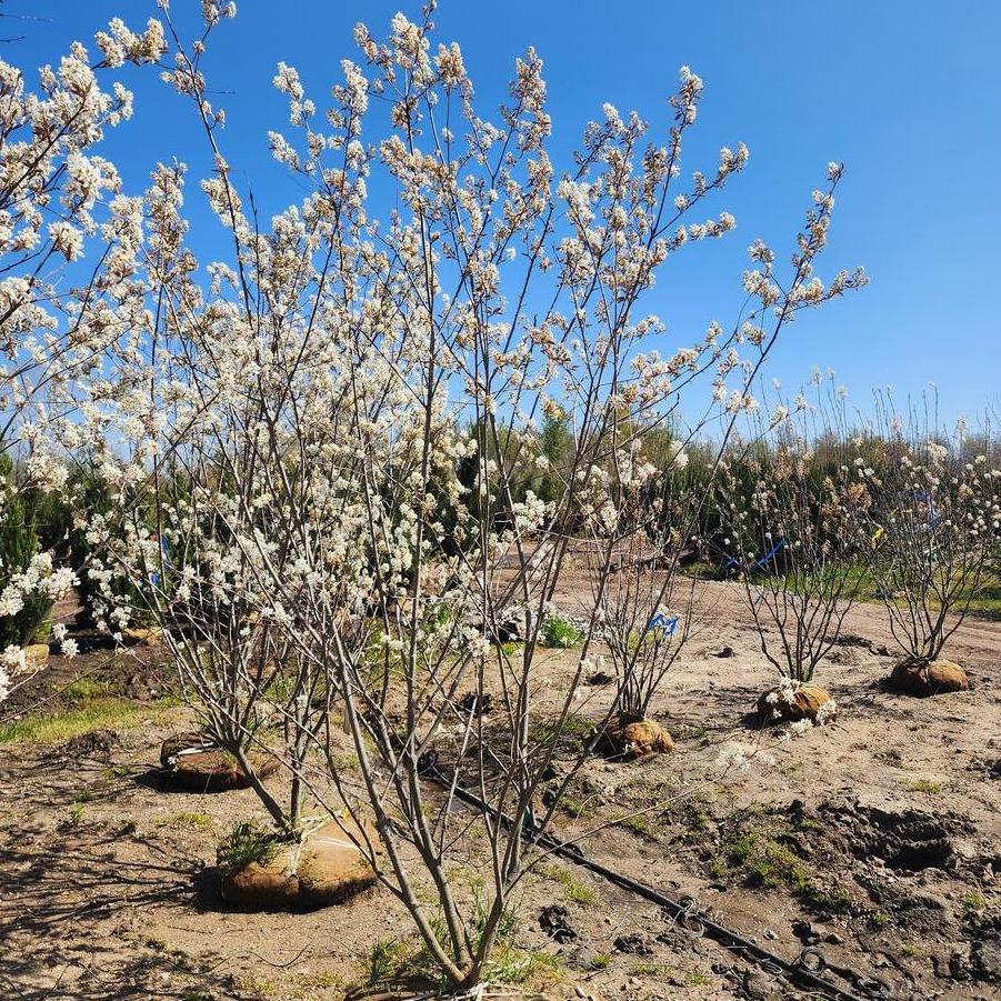 Amelanchier arborea 