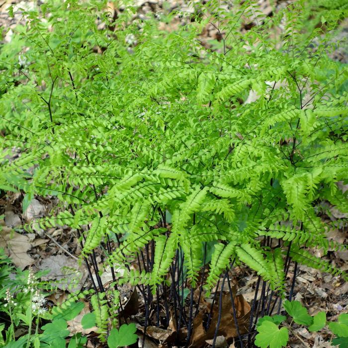 Adiantum pedatum 