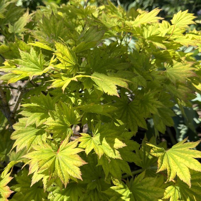 Acer shirasawanum Aureum
