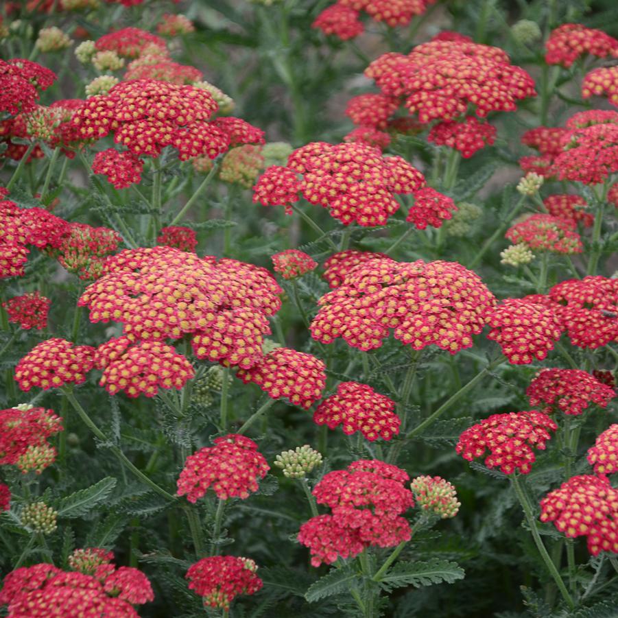 Achillea Firefly Red Pop