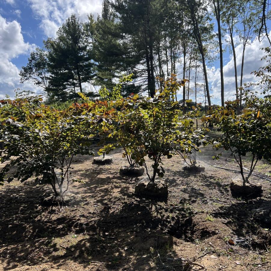 Cercis canadensis Black Pearl&reg;