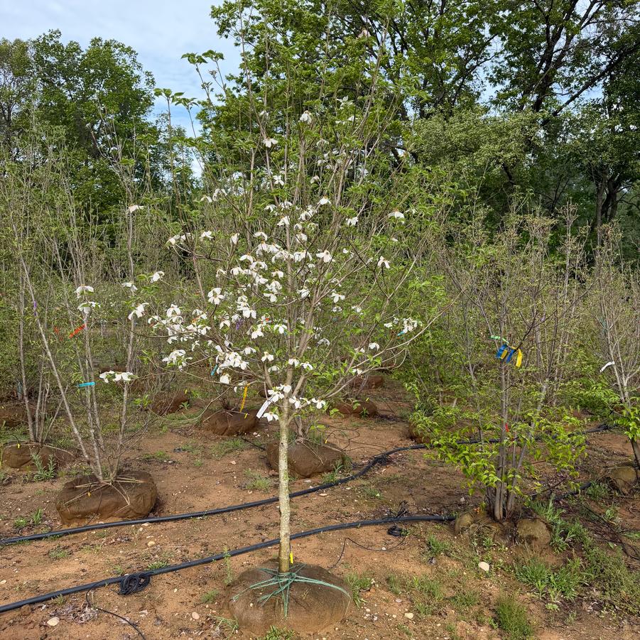 Cornus florida Appalachian Spring