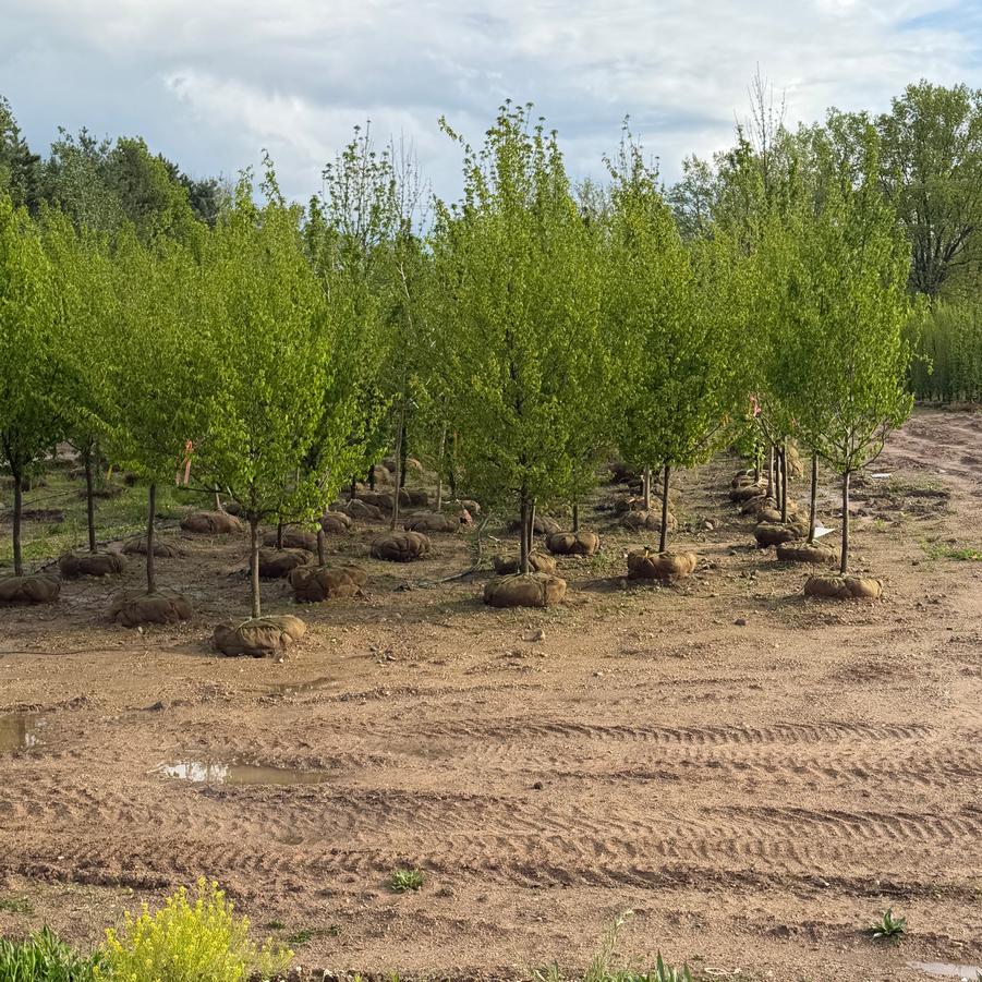Carpinus caroliniana Native Flame&reg;