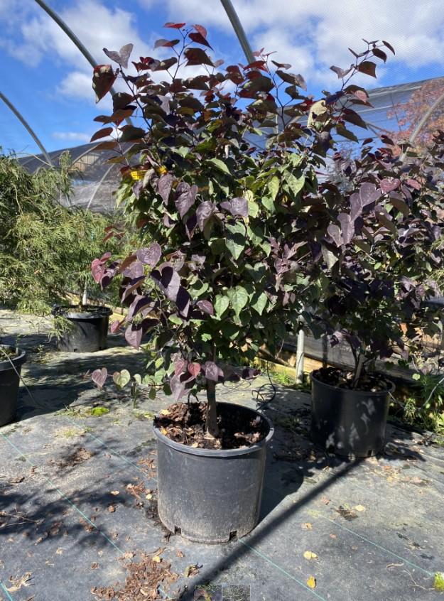 Cercis canadensis Garden Gems&reg; Amethyst