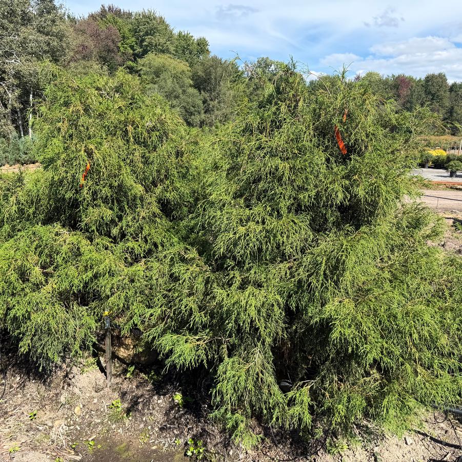 Chamaecyparis pisifera Filifera