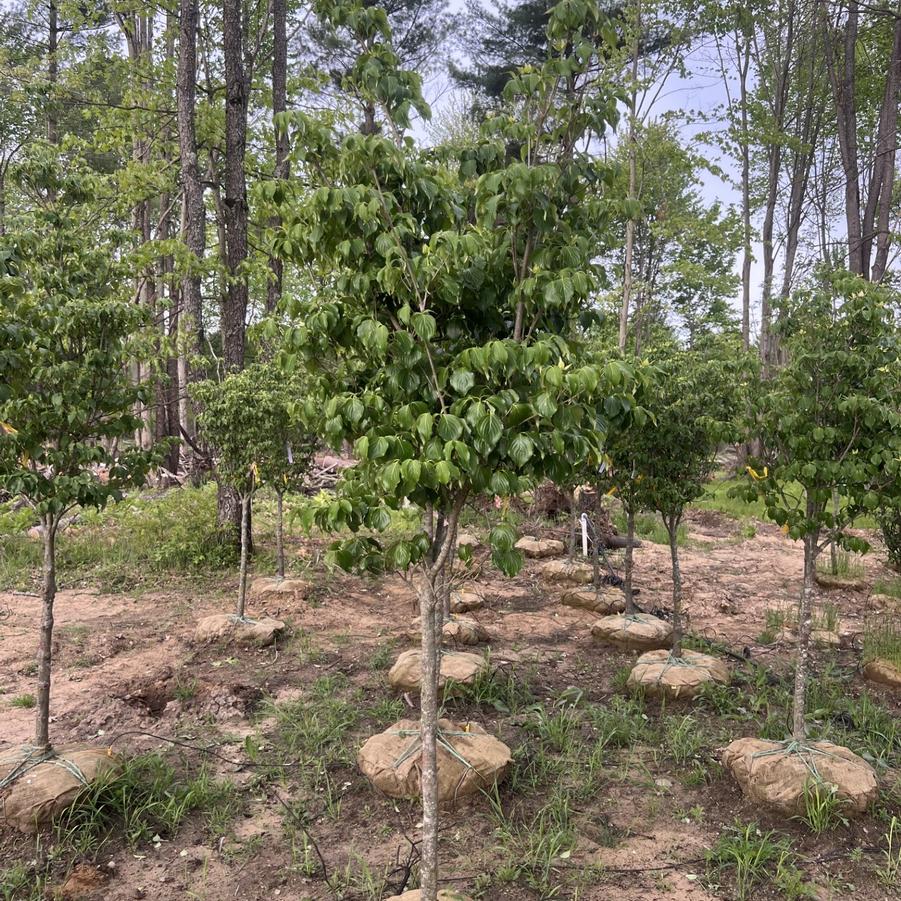 Cornus kousa Snow Tower