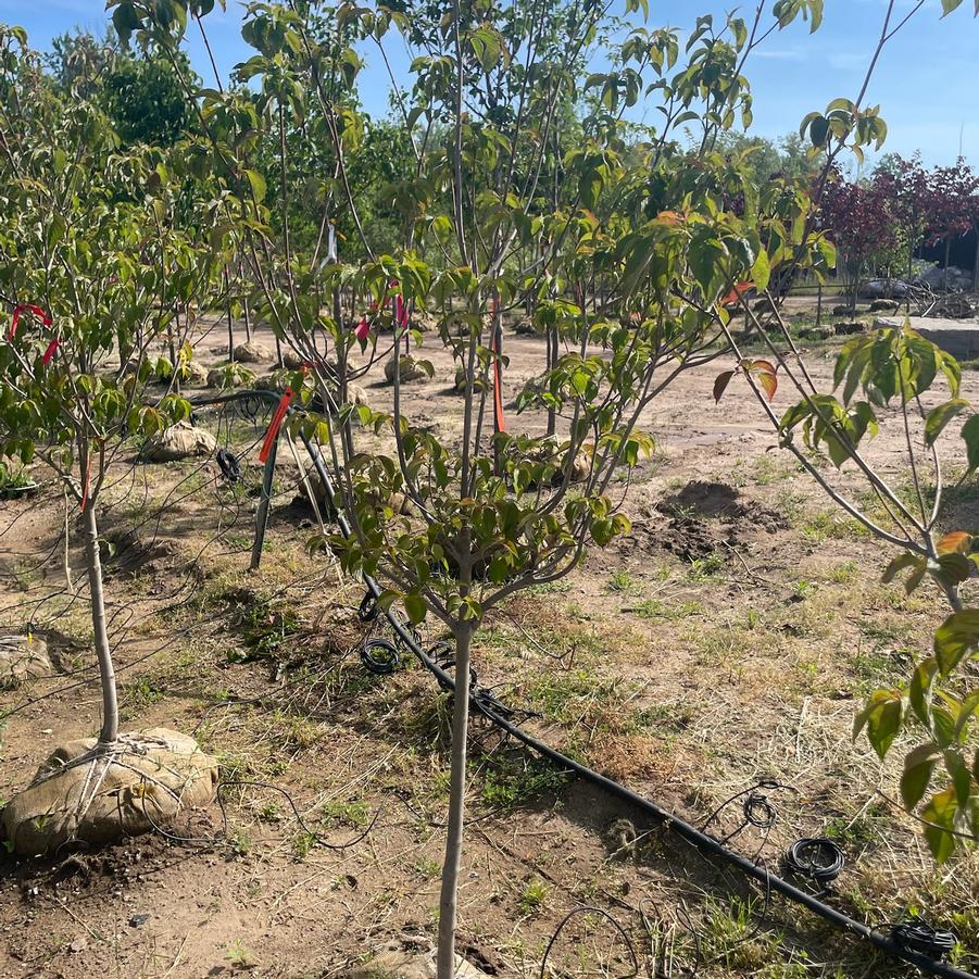 Cornus Stellar Pink&reg;