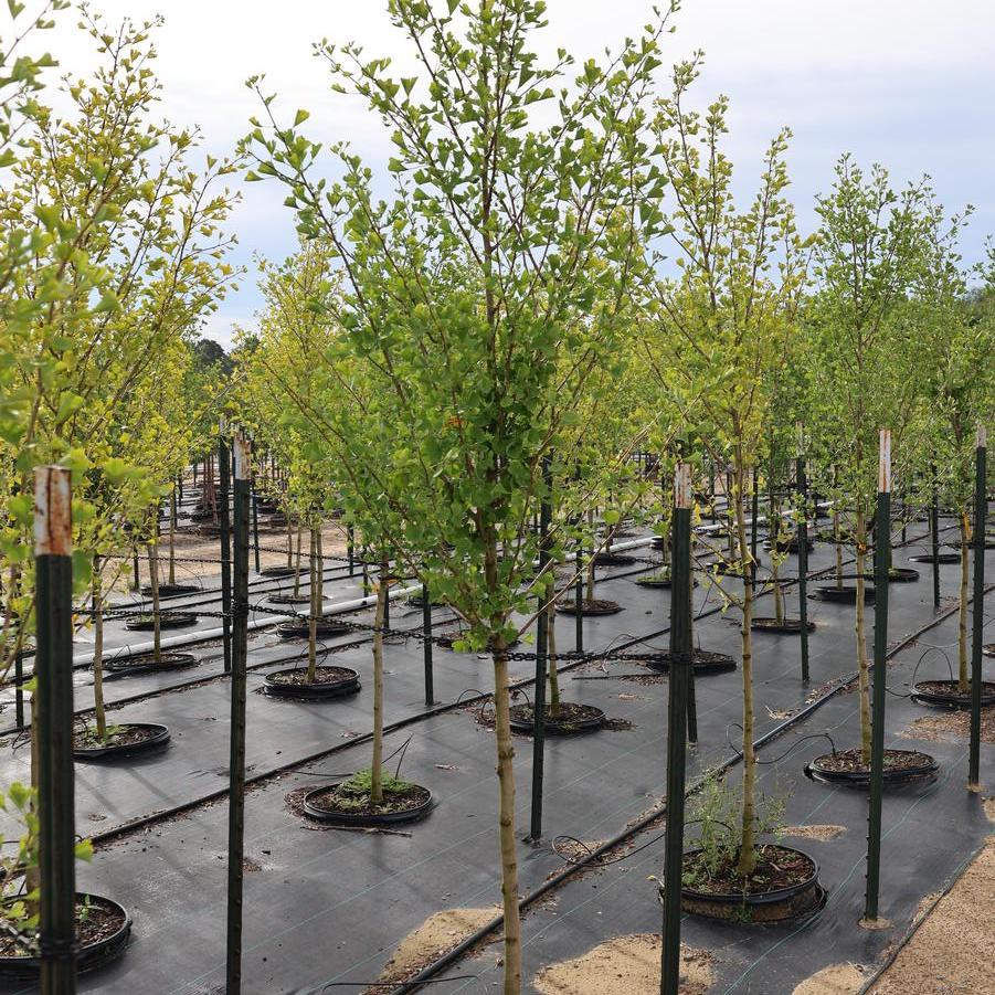 Ginkgo biloba Goldspire&trade;