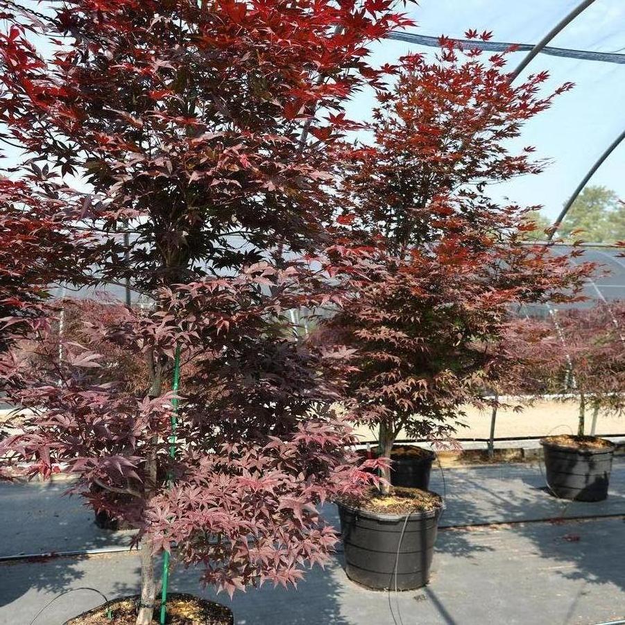 Acer palmatum 'Emperor 1®' - Japanese Maple from Great Lakes Landscape Supply