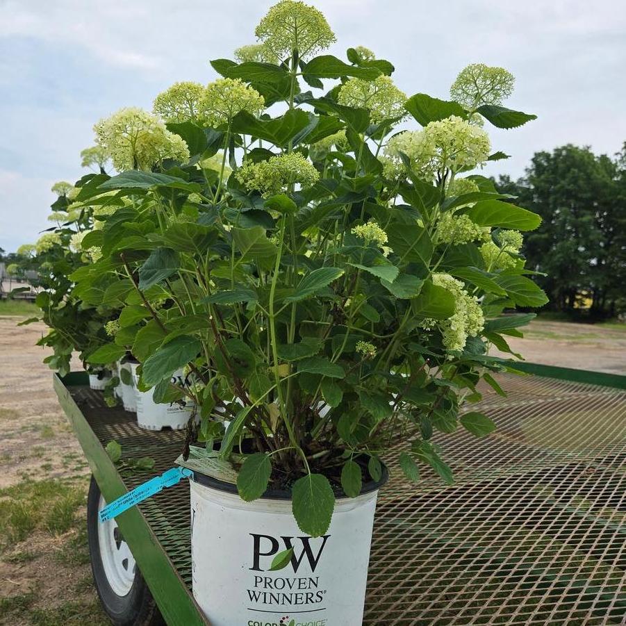 Hydrangea arborescens Incredball Storm Proof™ 