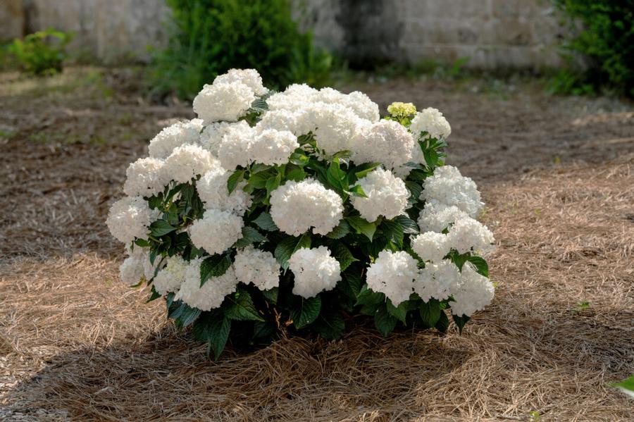 Hydrangea macrophylla Endless Summer® Dreamcloud®
