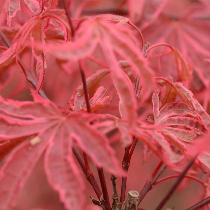 Acer palmatum Geisha Gone Wild