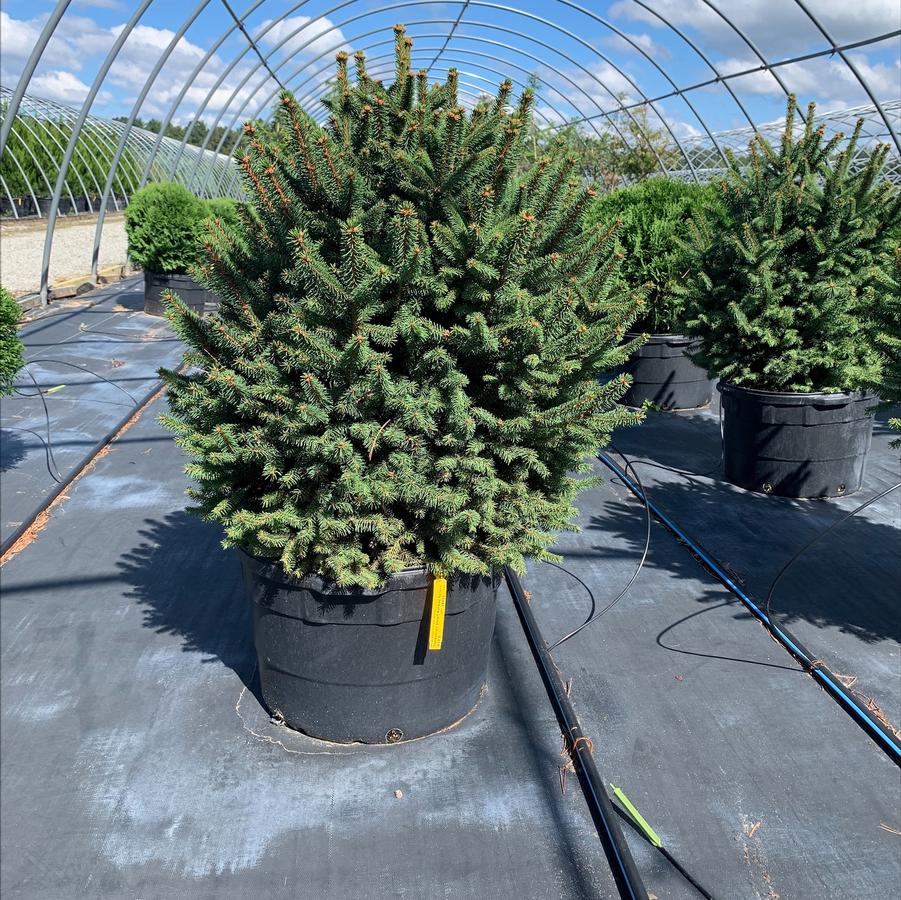 Picea abies Clanbrassiliana Stricta