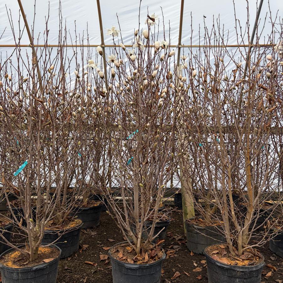 Magnolia loebneri Dr.