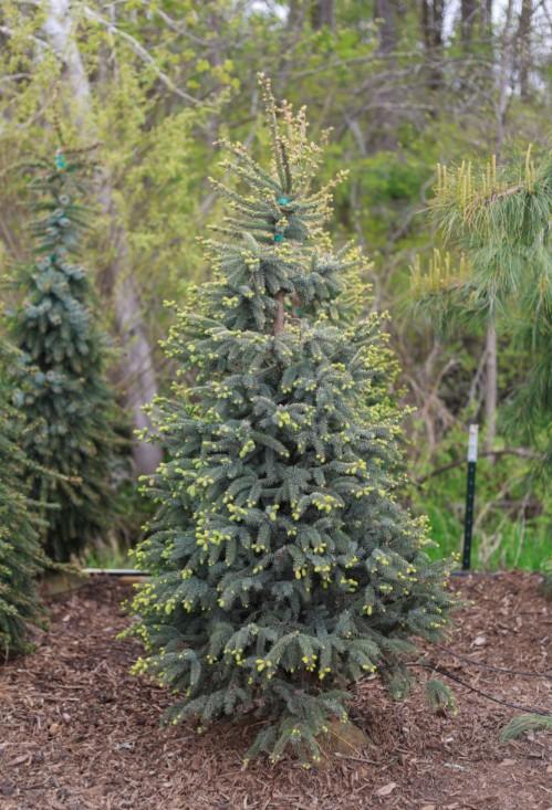 Picea mariana Aureovariegata