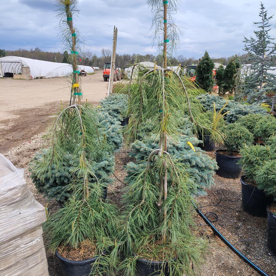 Pinus strobus Angel Falls