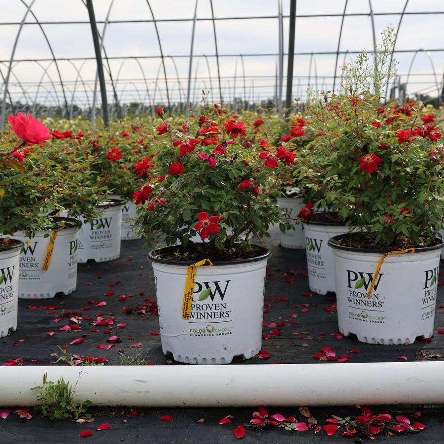 Rosa Oso Easy&reg; Urban Legend&reg;
